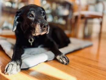 Veterinary PEMF (Pulsed Electromagnetic Field) Therapy