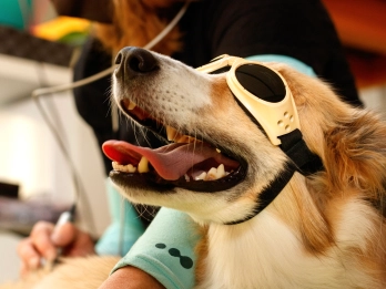 Veterinary Laser Therapy