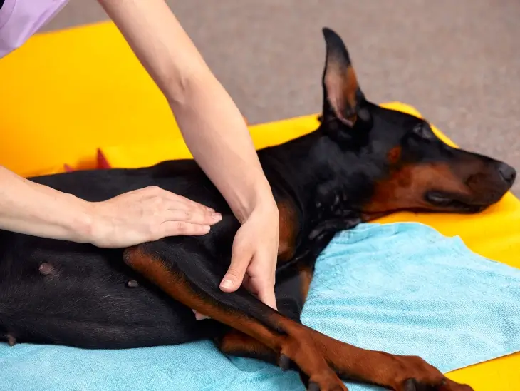 Veterinary Rehabilitation Therapy (like Physiotherapy)