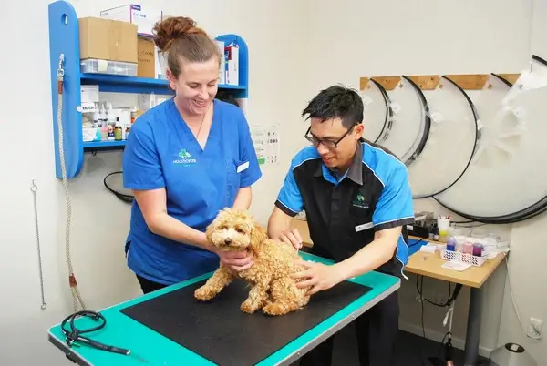Holistic Vets