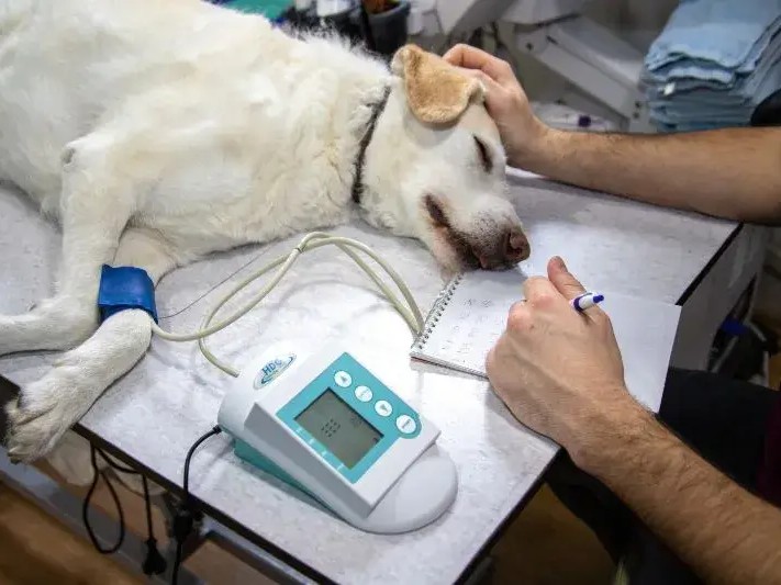 Animal Healthcare Consent