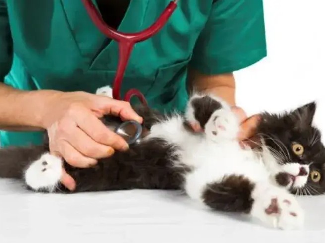 Health Checks and Consultations