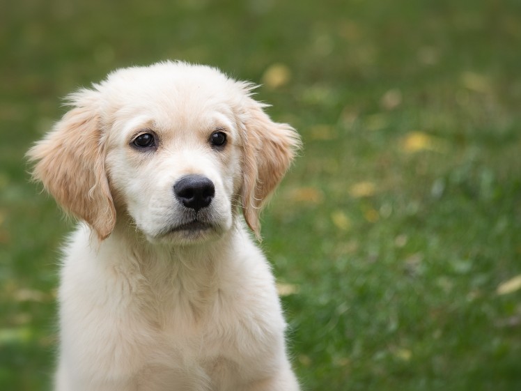 Puppy Classes