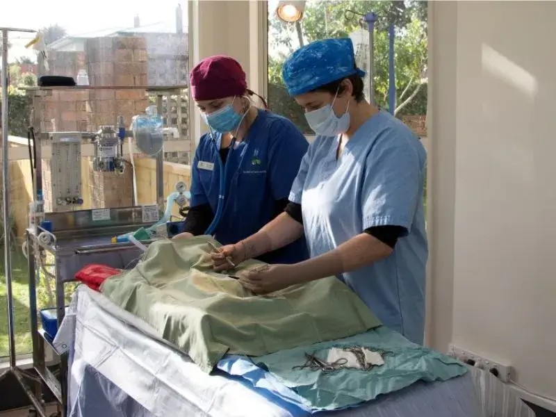 Surgery