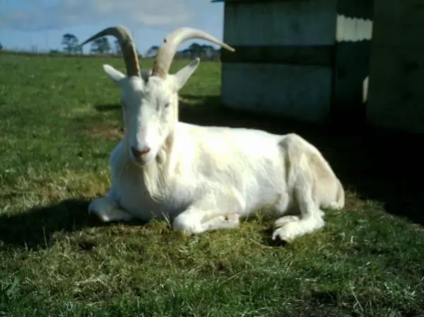 Monday the goat