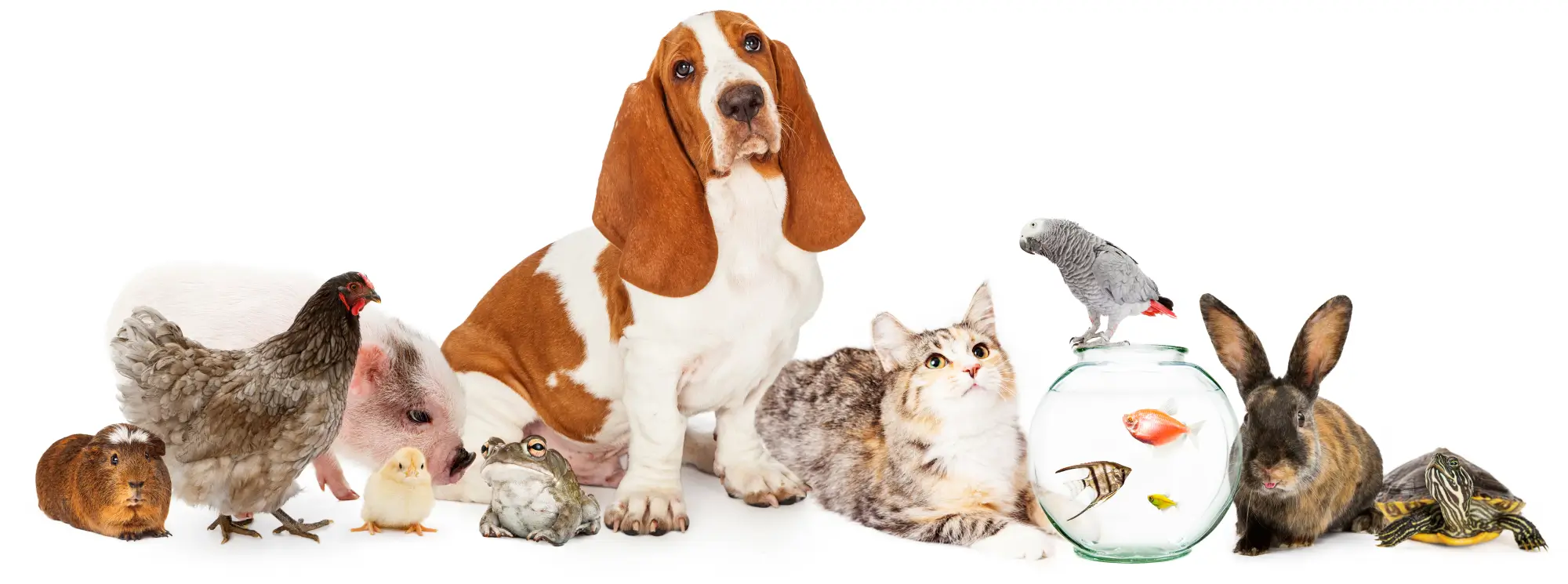 Holistic Vets love your pets as much as you do